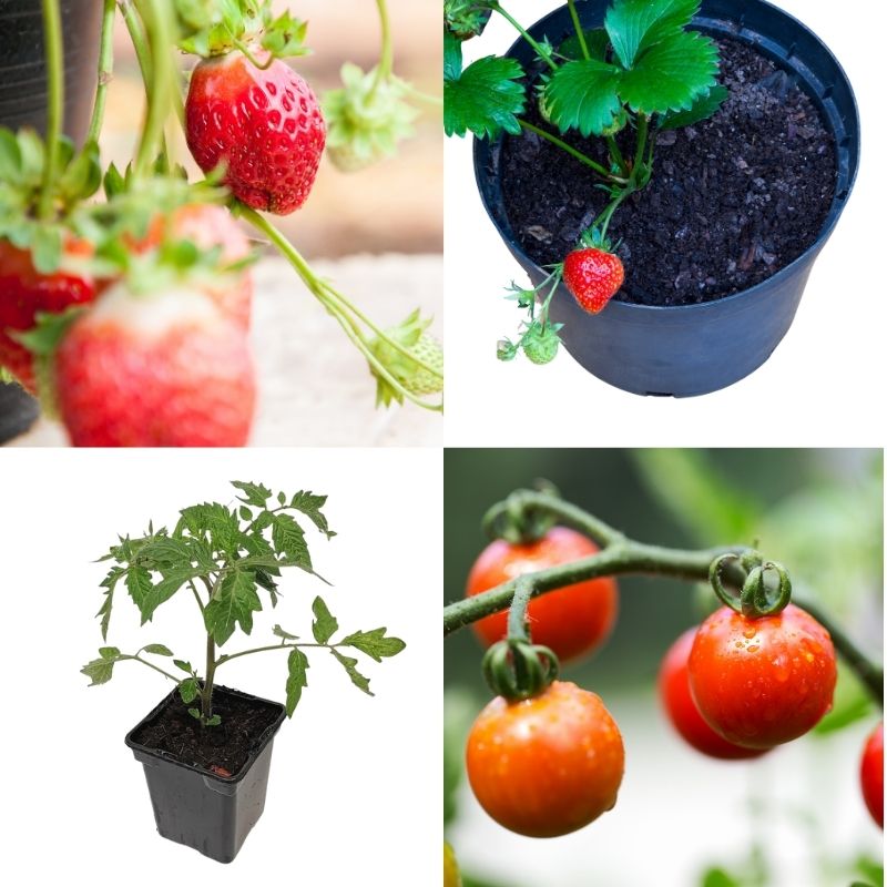 Lot de cinq plants tomates cerises ou fraises