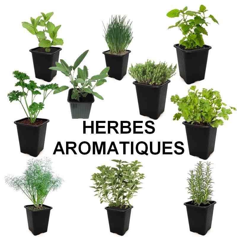 plantes-aromatiques